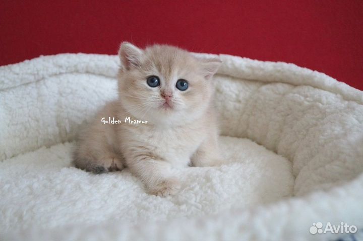 Котик по имени Десерт
