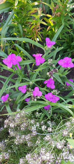 Многолетние цветы