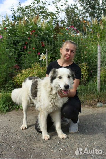 Пес умрёт в приюте