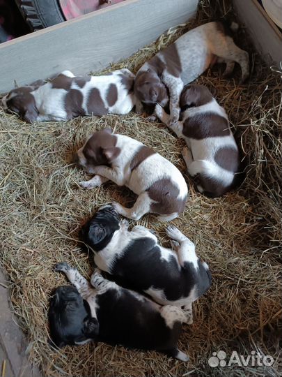 Собака курцхаар щенки