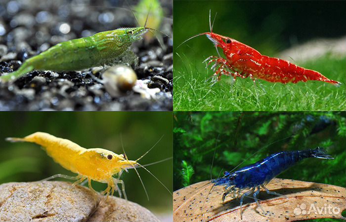 Креветки- Мотыль - Цихлиды-Раки-Улитки-Сомы