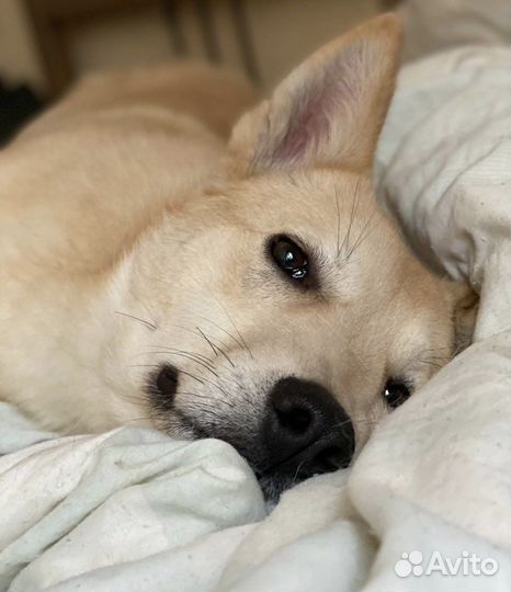 Перси ищет дом