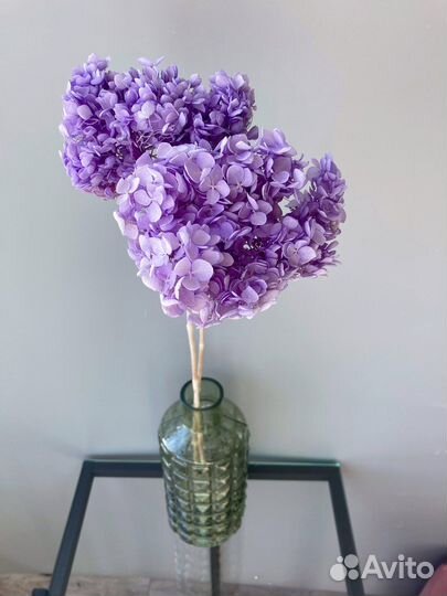 Гортензия сухоцвет