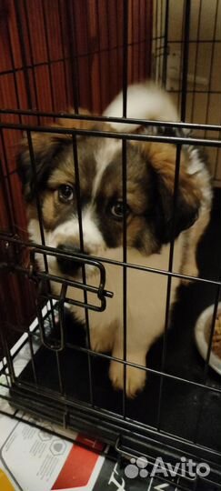 Пушистый щенок