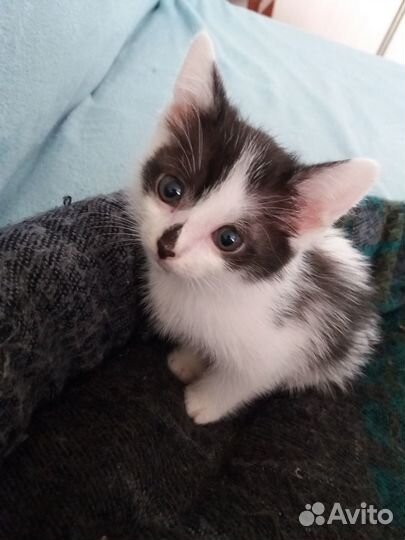 Котята в добрые руки 1 месяц