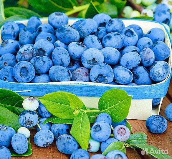 Саженцы голубики