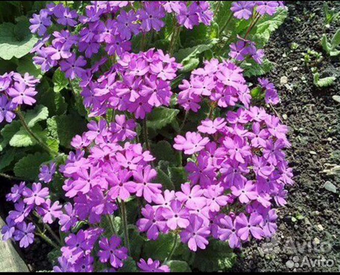 Примула Мускари