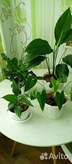 Комнатные цветы