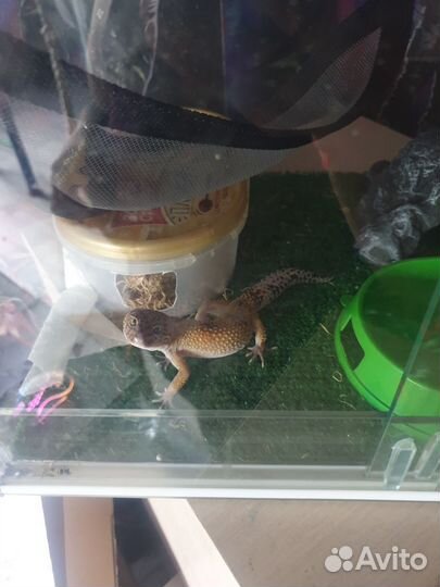 Ящерица эублефар