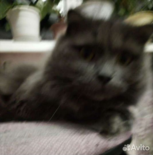 Отдам кота в добрые руки