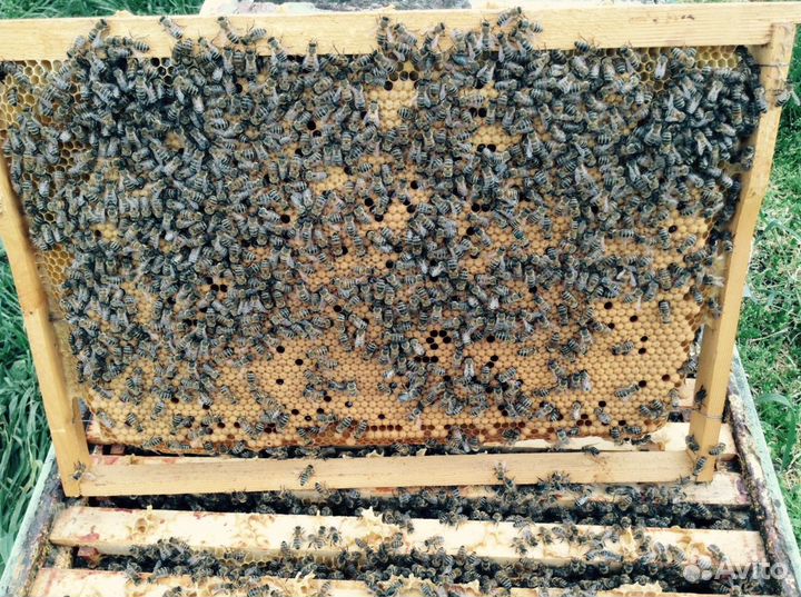 Пчеломатки Карника и Бакфаст