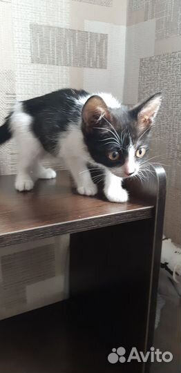 Кошка в дар бесплатно