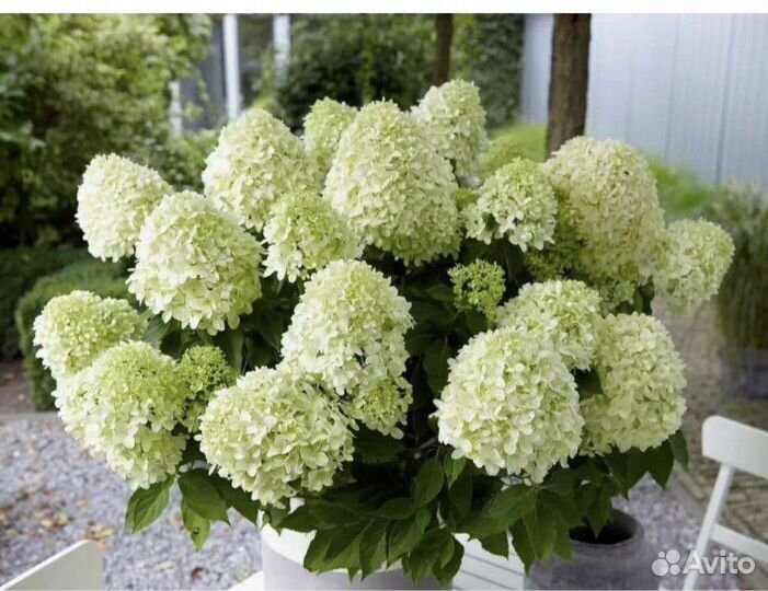 Гортензия Little Passion Литл Пэшн