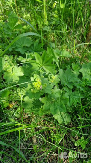 Манжетка трава для чая