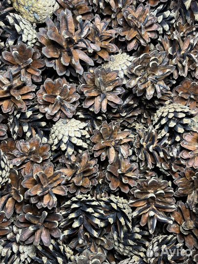 Шишки сосновые