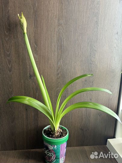 Спатифиллум, Гиппеаструм