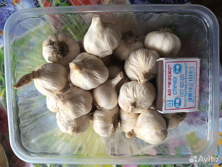 Чеснок летний на посадку