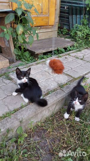 Котята дачные в добрые руки самовывоз из Купавны