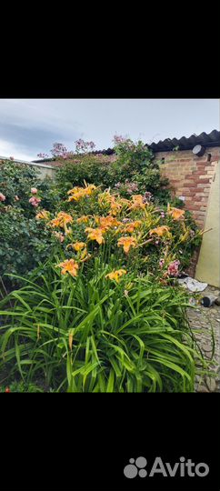 Лилейники саженцы