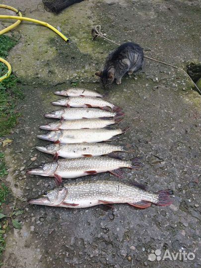 Охота и рыбалка