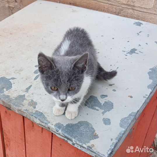 Кошечка в добрые руки