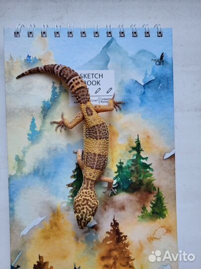 Гекон эублефар и террариум