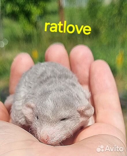 Крысята серебро рекс мальчишка