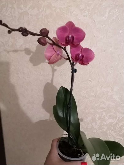 Орхидея фаленопсис