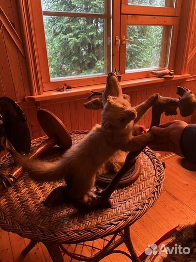 Чучела животных