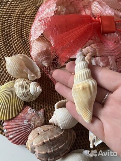 Морские ракушки, раковины