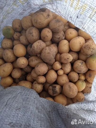 Картофель мелкий