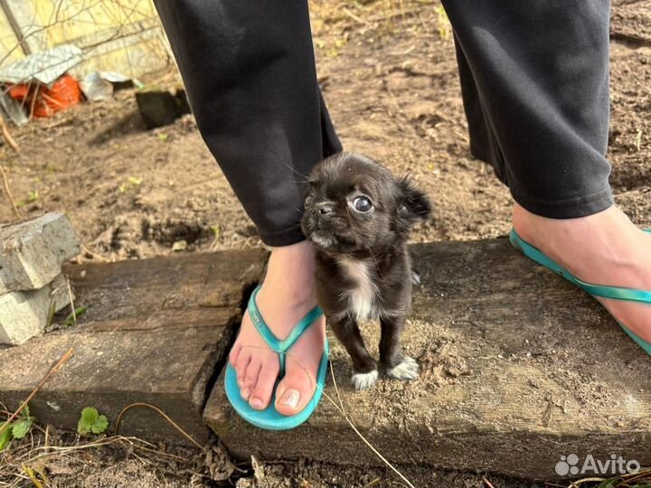 Девочка-мини