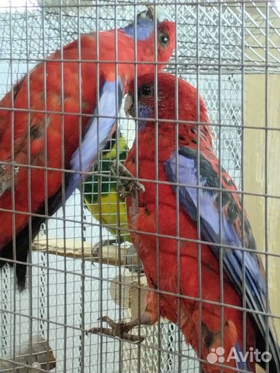 Пенант,птенцы