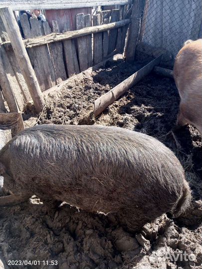 Продам хряка