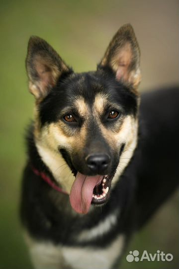 Фанта ищет дом