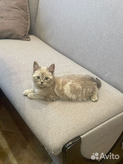 Котенок