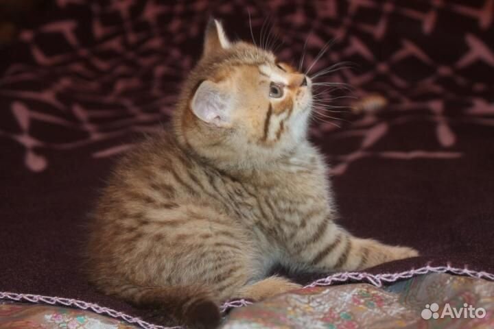 Породистый золотой мальчик с прививками