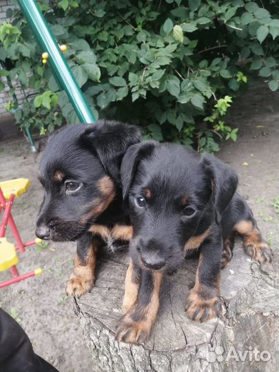 Щенки ягдтерьера