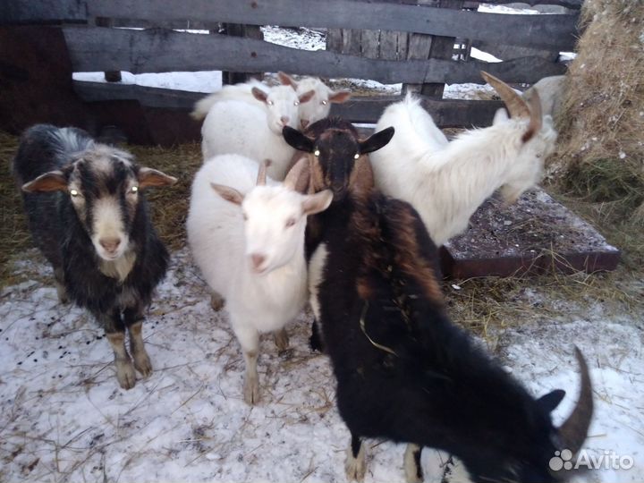 Козы молочной породы