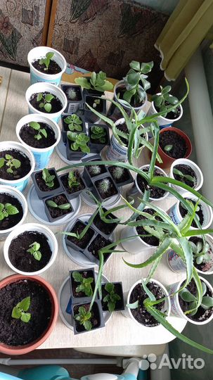 Излишки цветов отростки