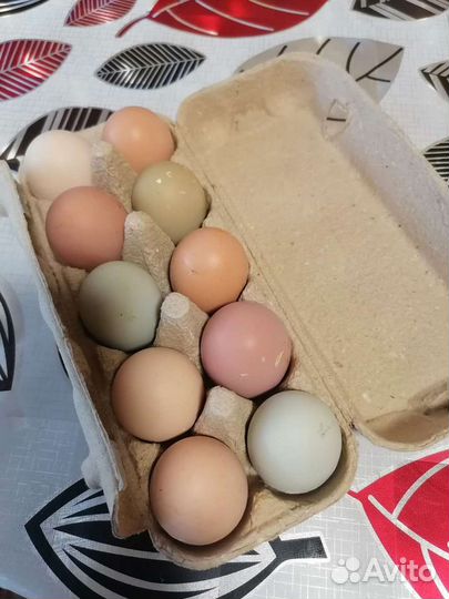 Домашние куриные яйца