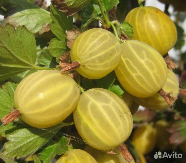 Саженцы вишни, облепихи, смородины, сливы, ежевики