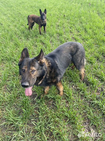 Зоогостиница,передержка собак