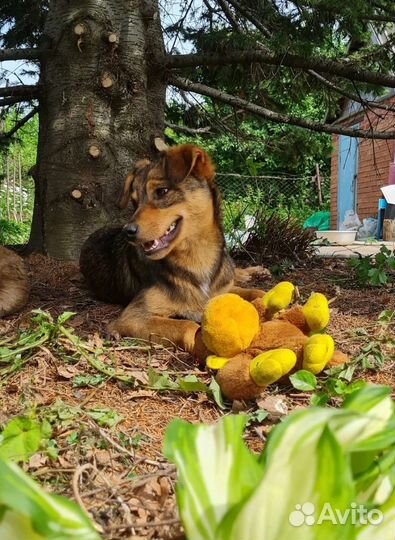 Собака Тобик