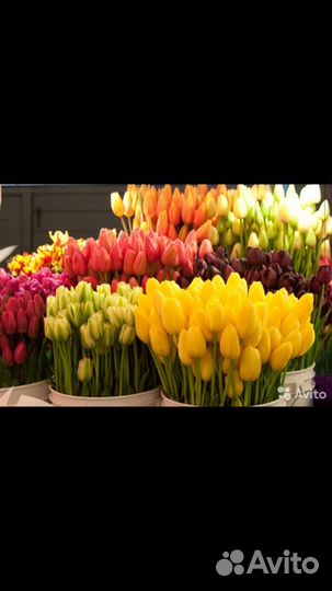 Тюльпаны на 8 марта оптом