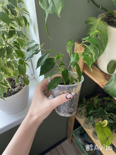 Фикус бенджамина