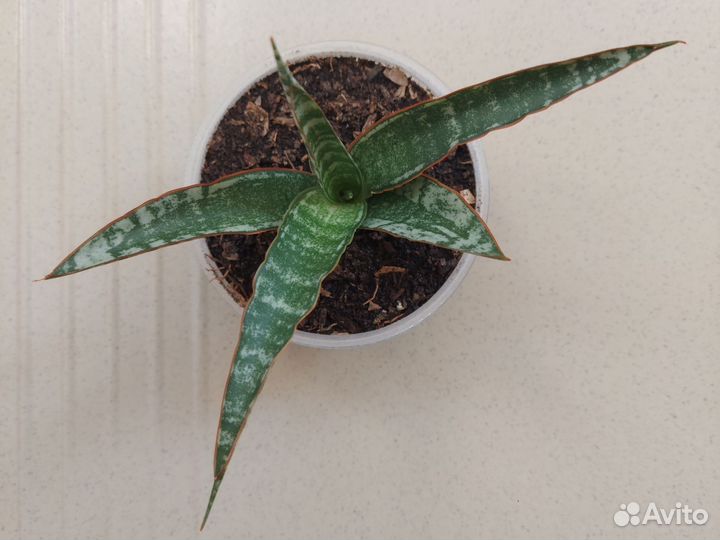 Сансевьера