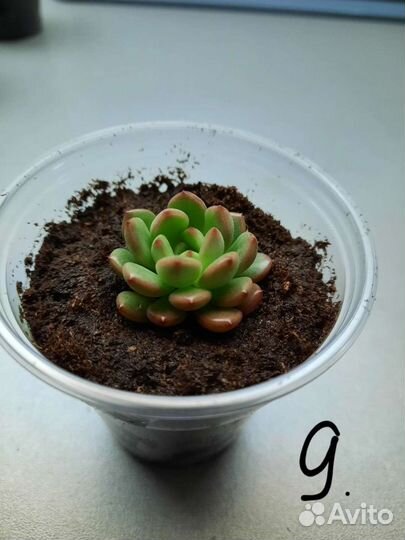 Суккуленты