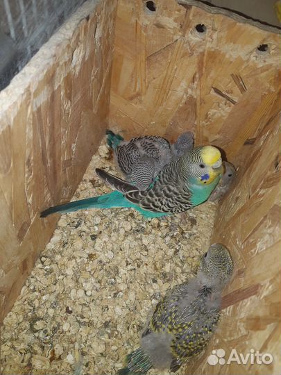 Волнистый попугай, птенцы