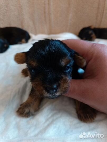 Йоркширский терьер мини щенки